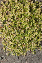 Sagina procumbens