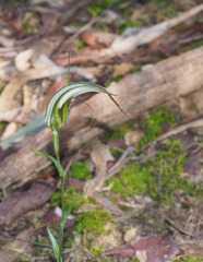 Pterostylis ampliata