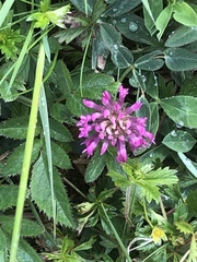 Trifolium medium