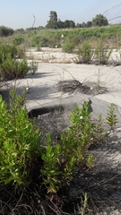 Cephalaria joppensis