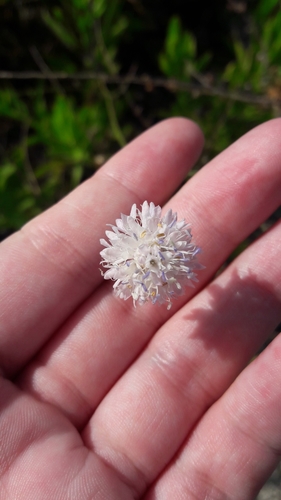 Image of Cephalaria joppensis by (c) Astra, some rights reserved (CC BY)