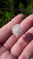 Cephalaria joppensis