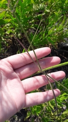 Cephalaria joppensis