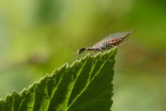 Xanthostigma xanthostigma