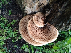 Cerioporus squamosus