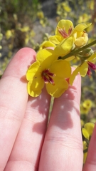 Verbascum sinuatum