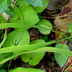 Viola collina