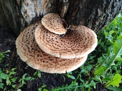 Cerioporus squamosus