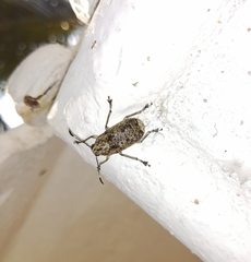 Phloeobius