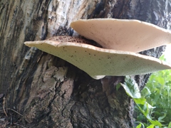 Cerioporus squamosus