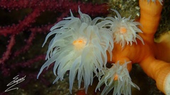 Dendrophyllia ramea