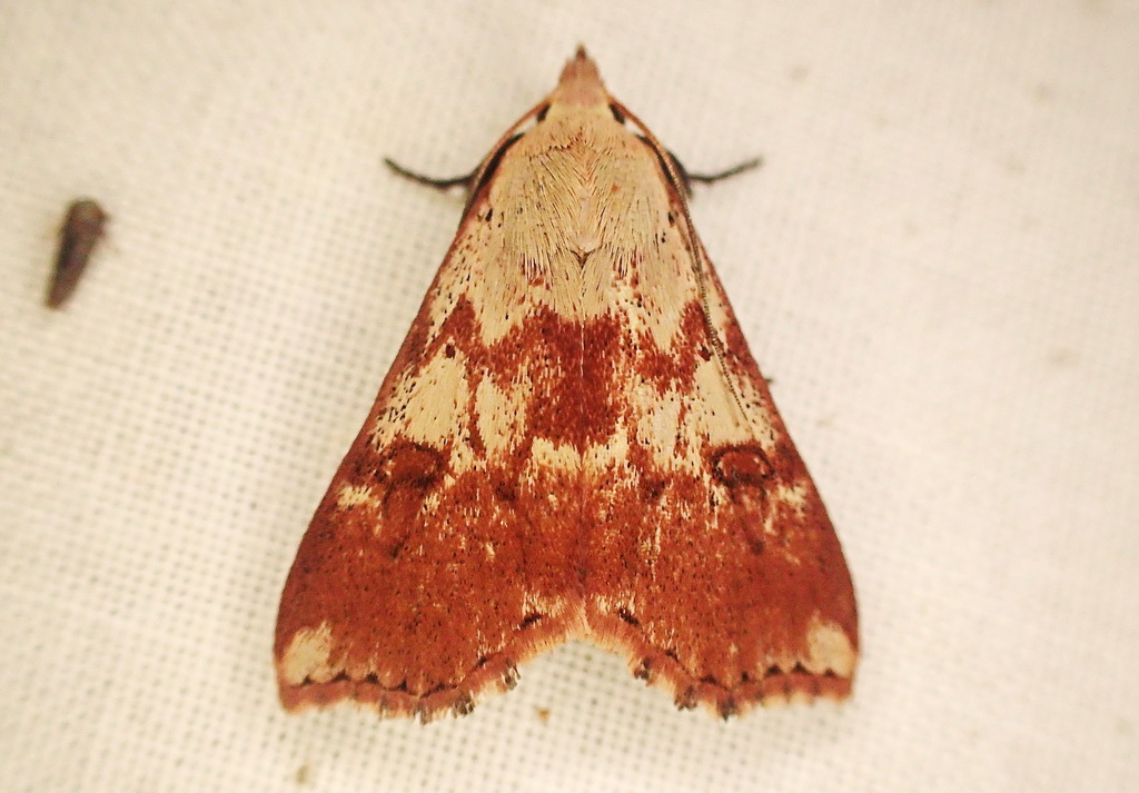 Rhododactyla inornata