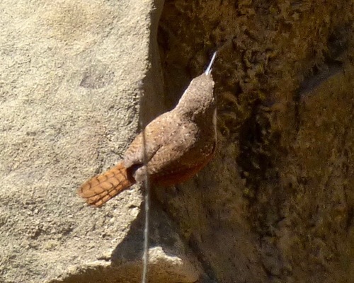 Canyon Wren