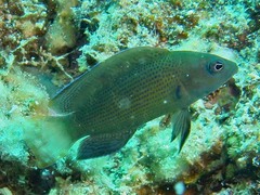 Pseudochromis fuscus