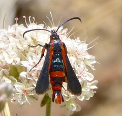 Synanthedon polygoni