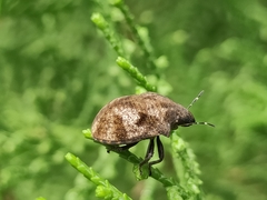 Hotea curculionoides