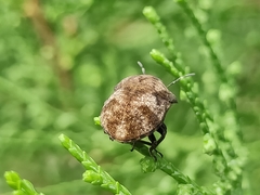 Hotea curculionoides