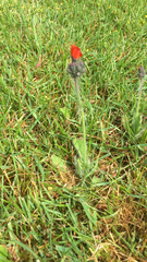 Pilosella aurantiaca