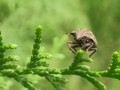 Hotea curculionoides