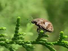 Hotea curculionoides