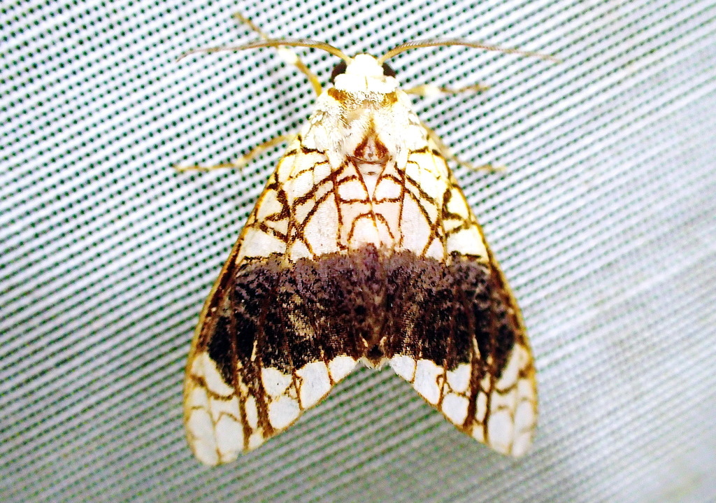 Tessella leucomelas
