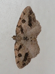 Obolcola