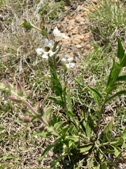 Penstemon albidus