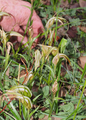 Pterostylis ampliata
