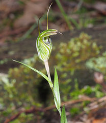 Pterostylis striata