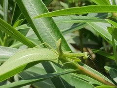 Hierodula tenuidentata