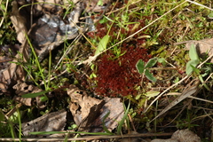 Ptychostomum pallens