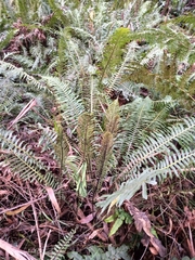 Blechnum nudum