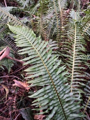 Blechnum nudum