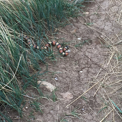 Lampropeltis gentilis