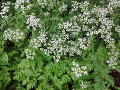 Anthriscus sylvestris