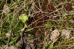 Ptychostomum pallens