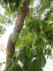 Fraxinus chinensis