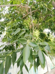 Fraxinus chinensis