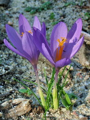 Crocus