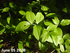 Disporum smilacinum