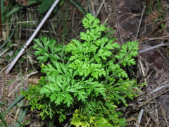Glia prolifera