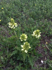 Pedicularis sibthorpii