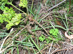 Glia prolifera