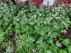 Anthriscus sylvestris