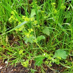 Alchemilla xanthochlora