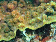 Mycedium elephantotus