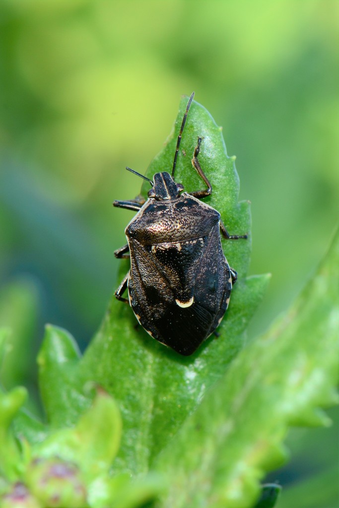 Brown soldier bug