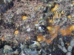 Ciocalypta penicillus