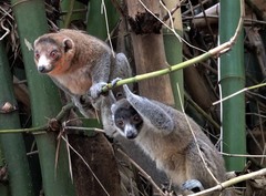 Mongoose Lemur photo 2