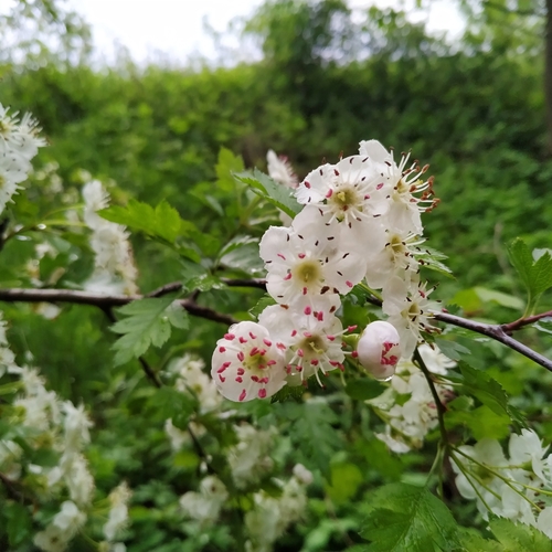 Crataegus x macrocarpa, photographed by an iNaturalist contributor